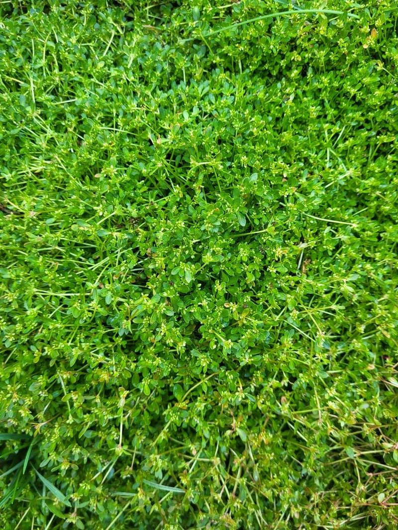 Island Purslane photo 5