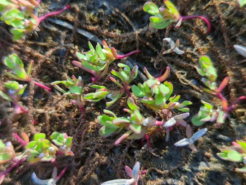 Island Purslane