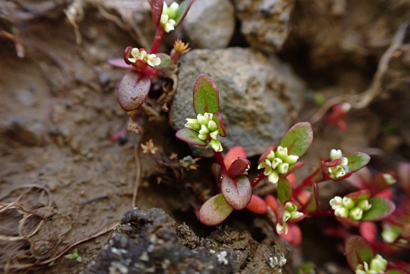 Island Purslane photo 2