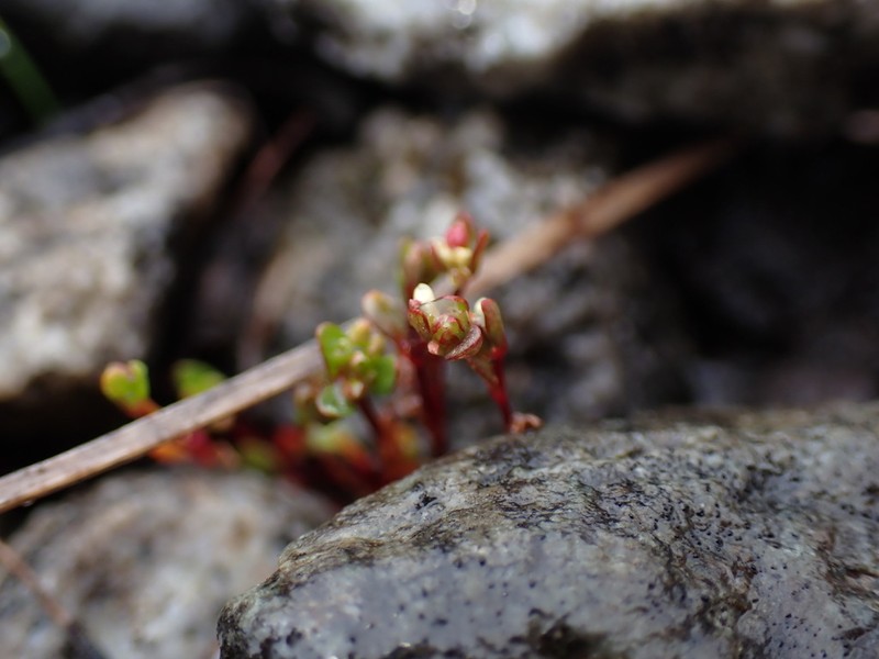 Island Purslane photo 3