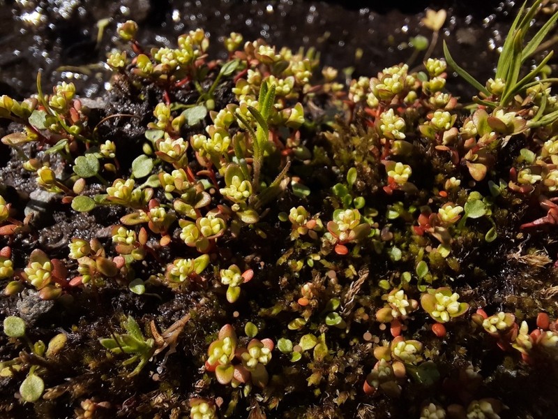 Island Purslane photo 4