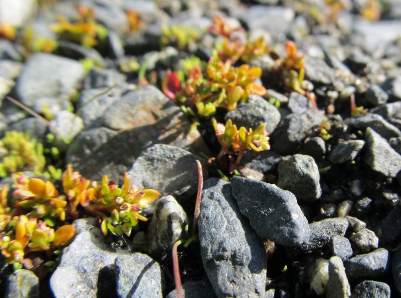 Island Purslane photo 5