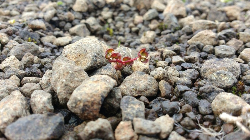 Island Purslane photo 6