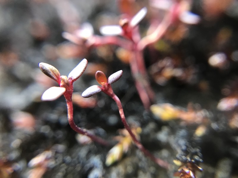 Island Purslane photo 7