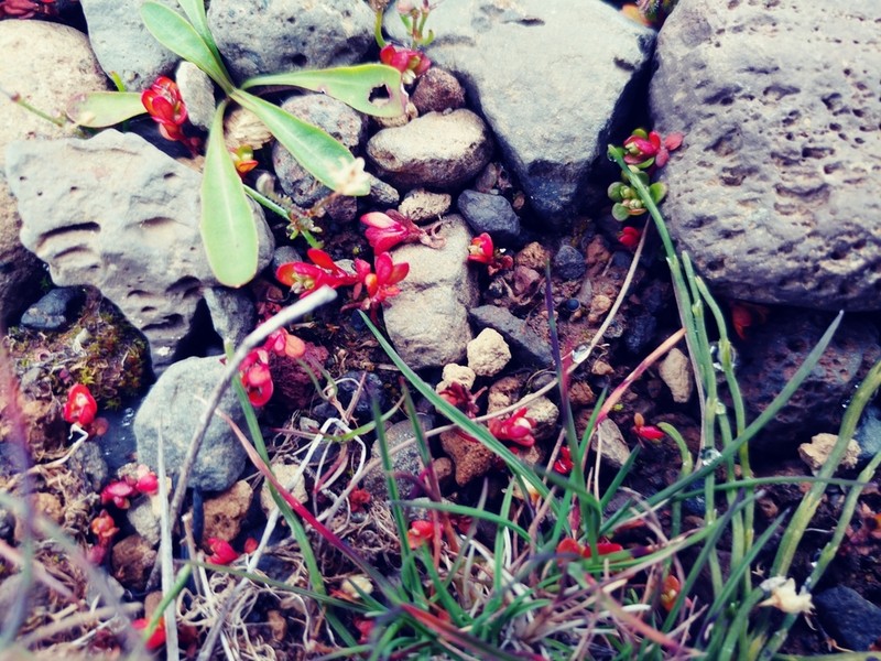 Island Purslane photo 8