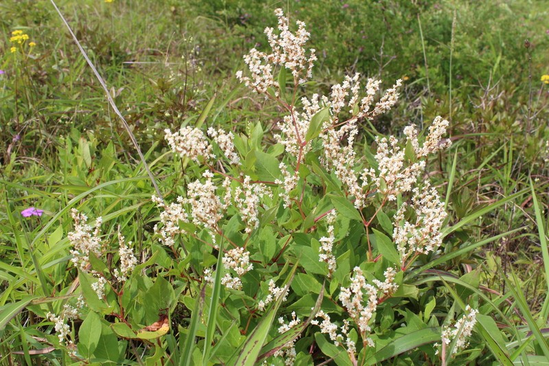 Koenigia jurii