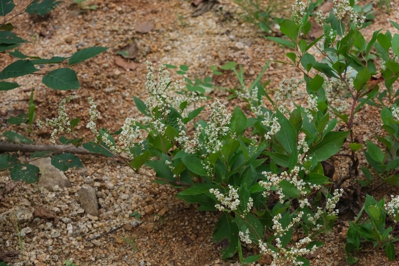 Koenigia jurii photo 3