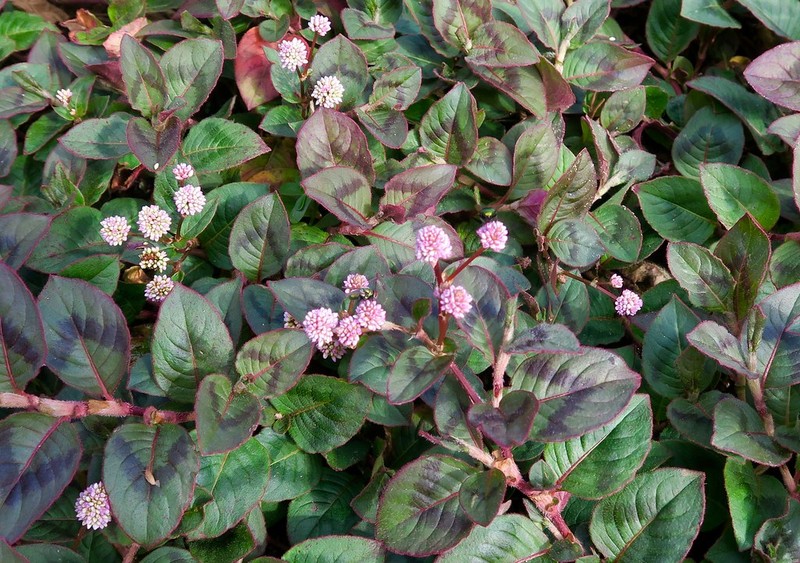 Koenigia lichiangensis