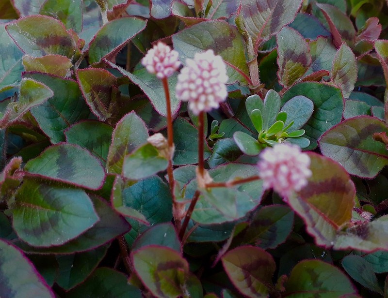 Koenigia lichiangensis photo 2