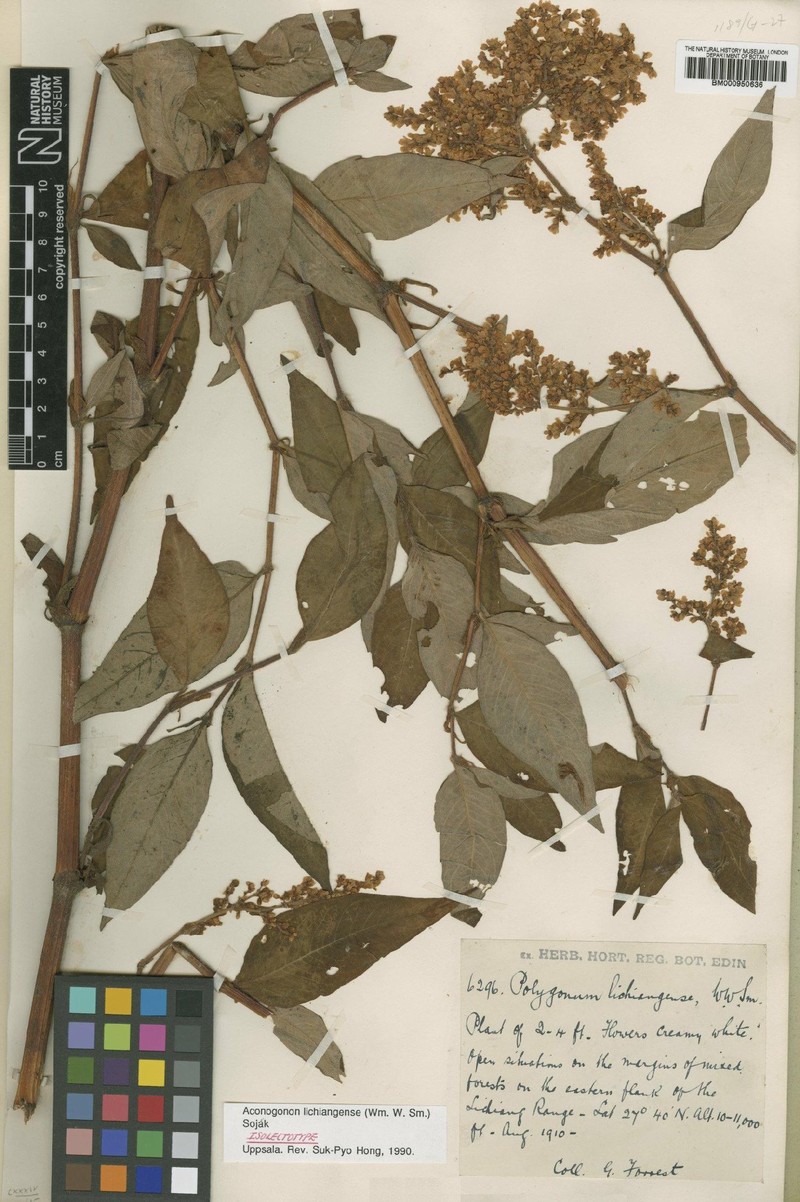 Koenigia lichiangensis photo 3