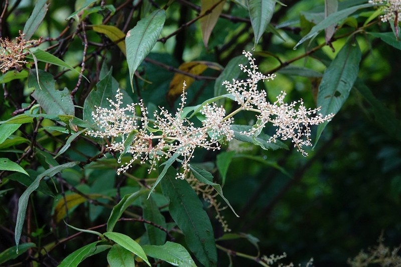 Koenigia mollis