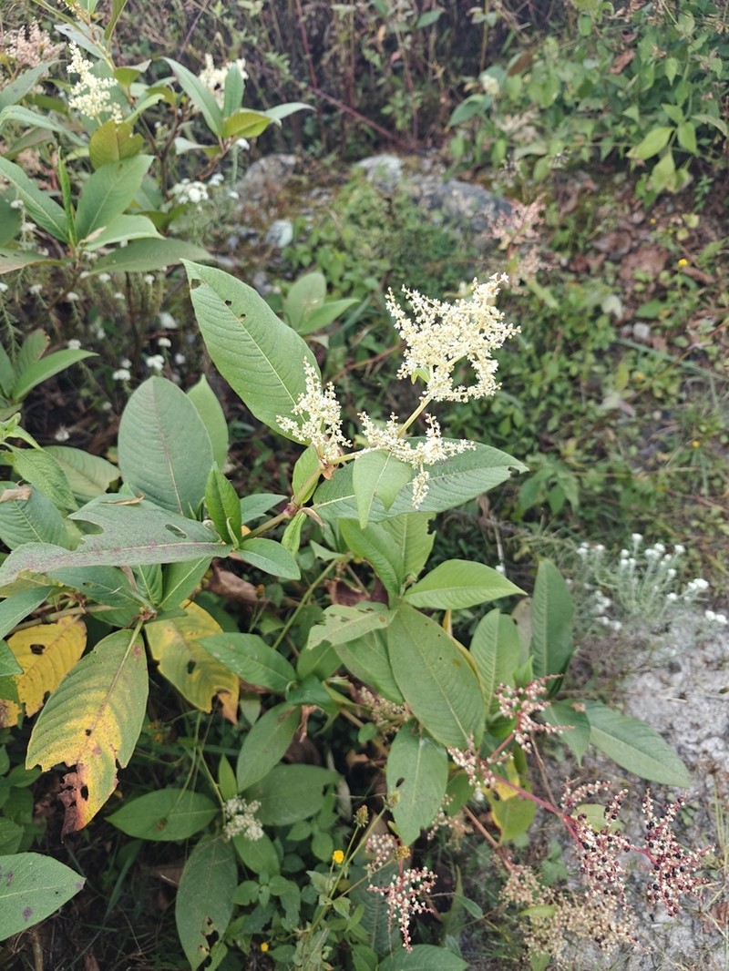 Koenigia mollis photo 2