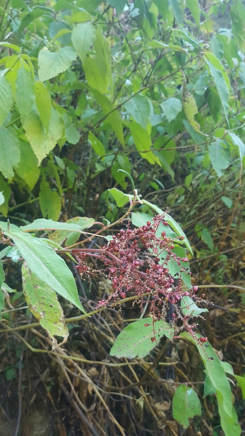 Koenigia mollis photo 3
