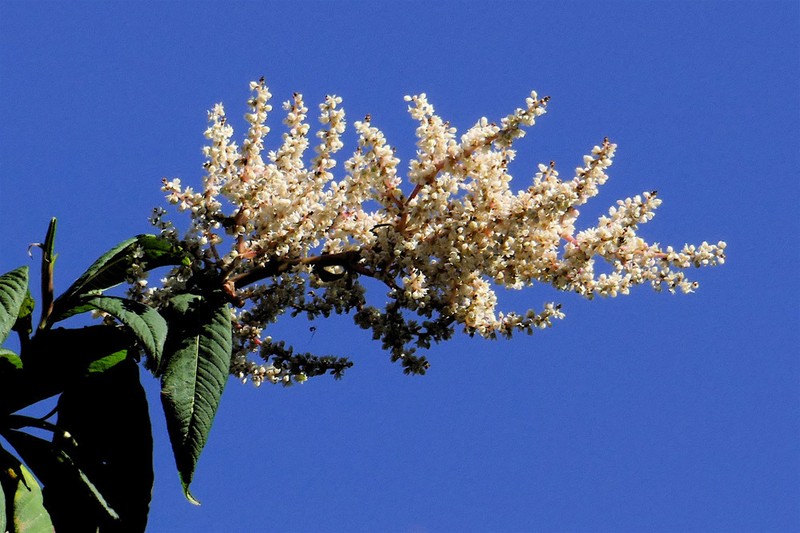Koenigia mollis photo 5
