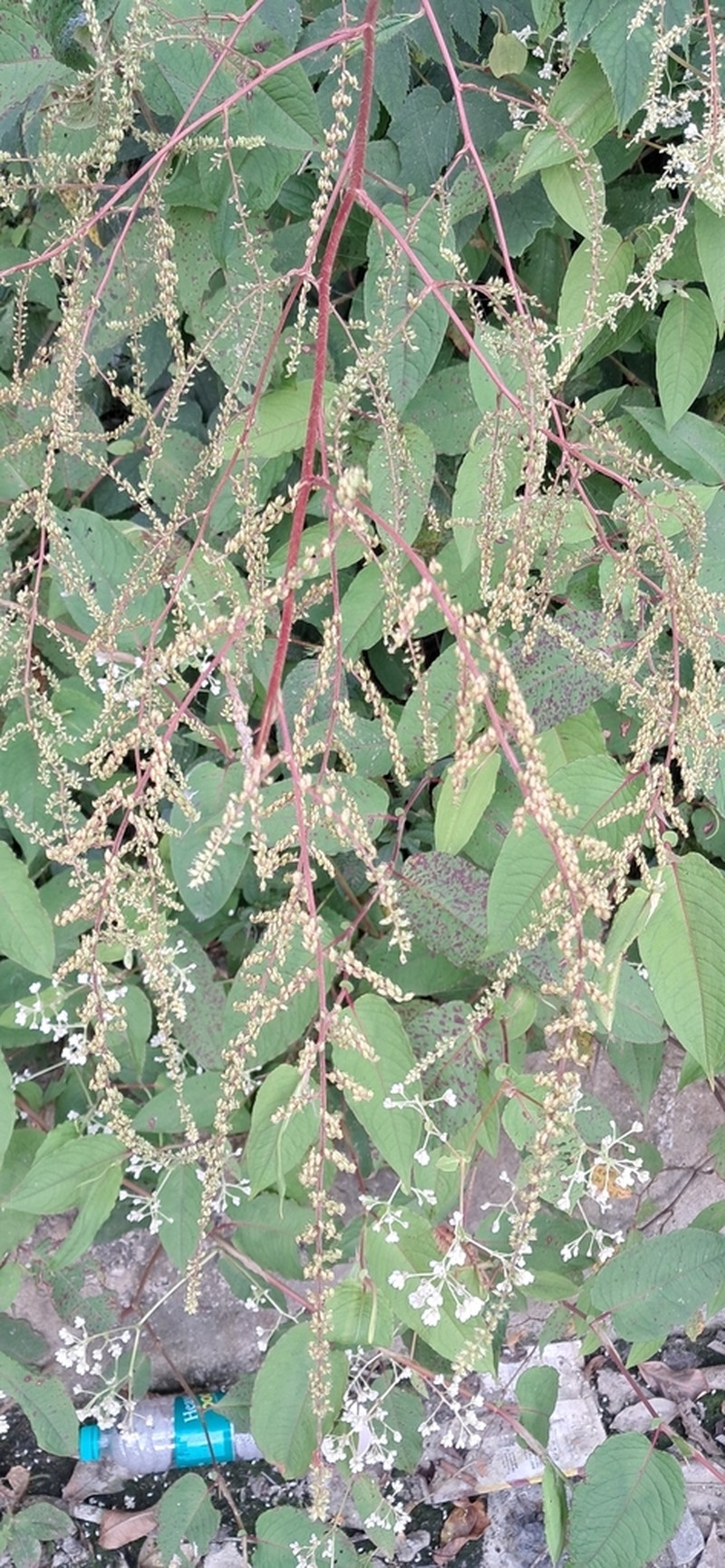 Koenigia mollis photo 6