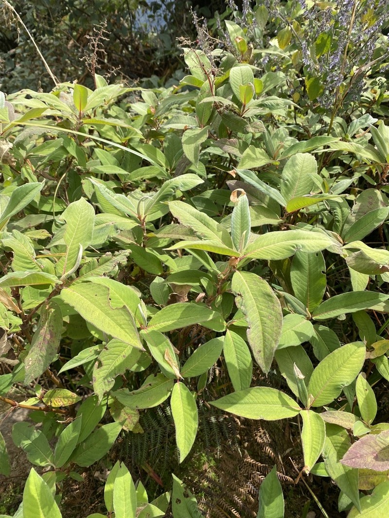 Koenigia mollis photo 8