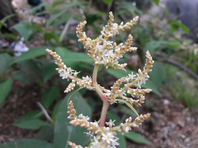 Koenigia mollis var. frondosa
