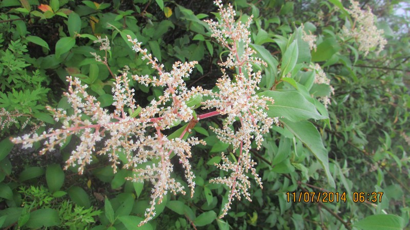 Koenigia mollis var. frondosa photo 2
