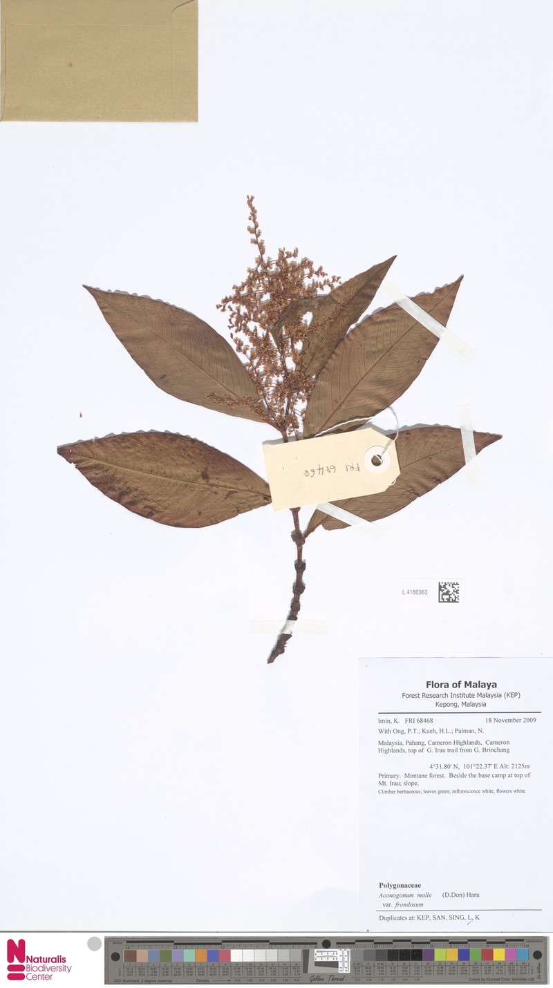 Koenigia mollis var. frondosa photo 3