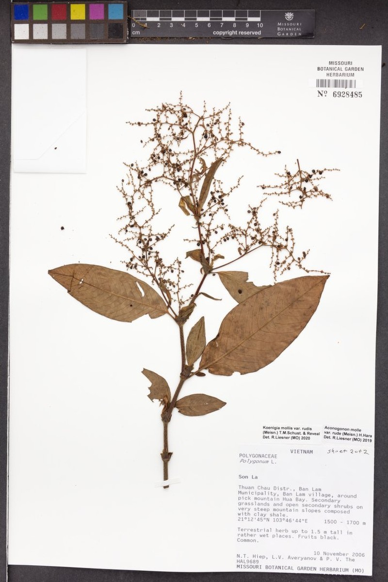 Koenigia mollis var. rudis