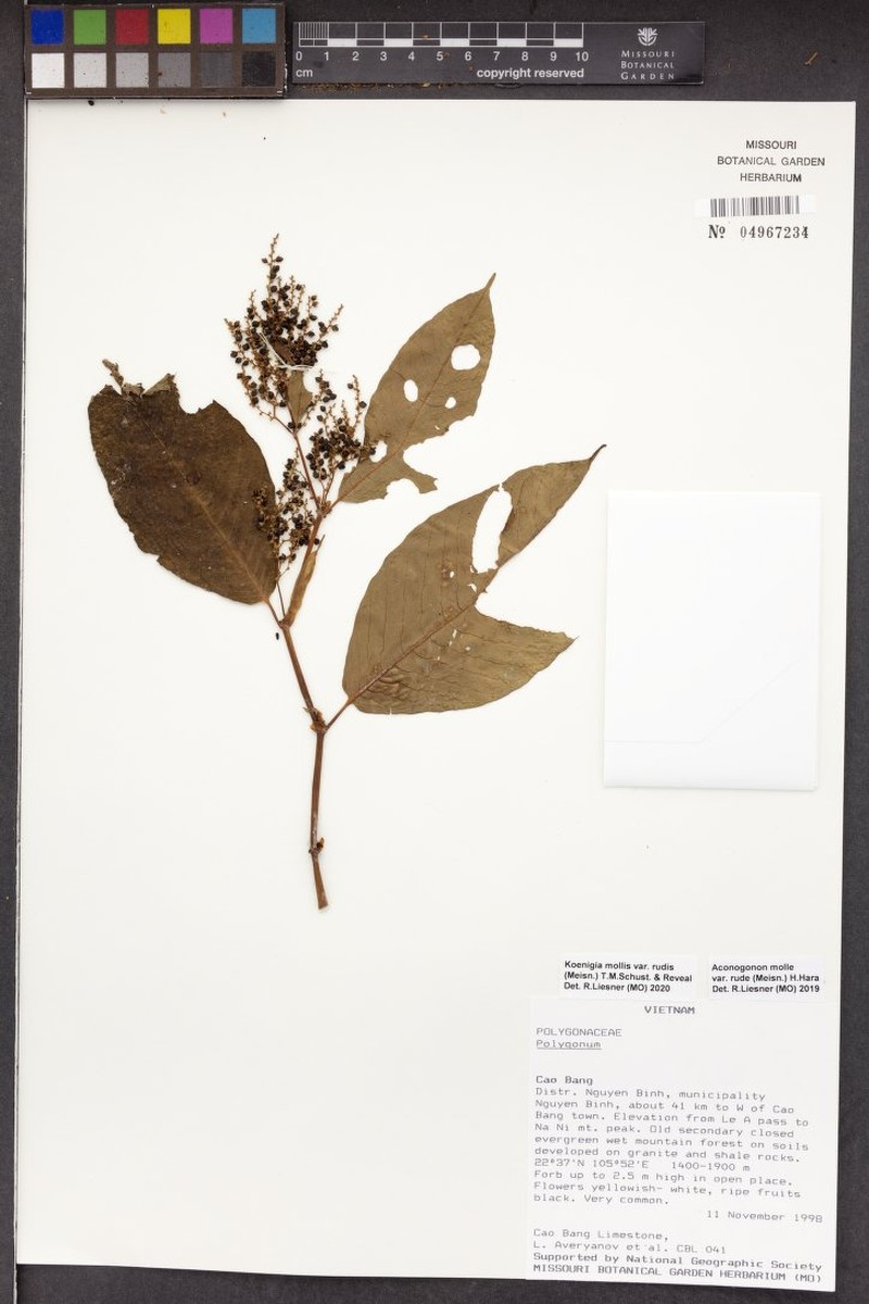 Koenigia mollis var. rudis photo 2