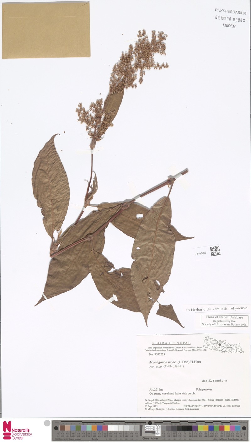 Koenigia mollis var. rudis photo 3