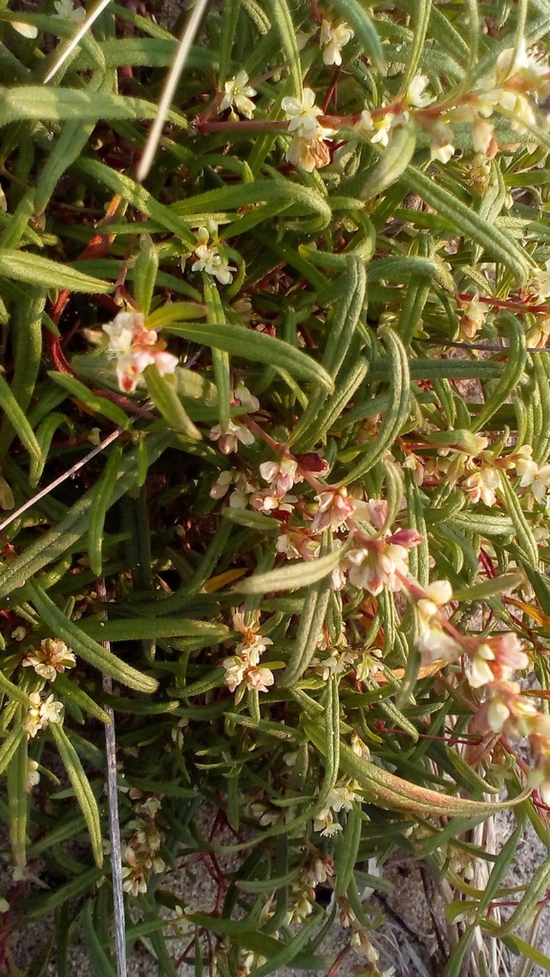 Koenigia ocreata