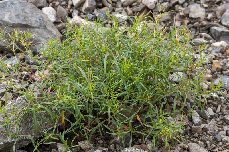 Koenigia ocreata photo 2