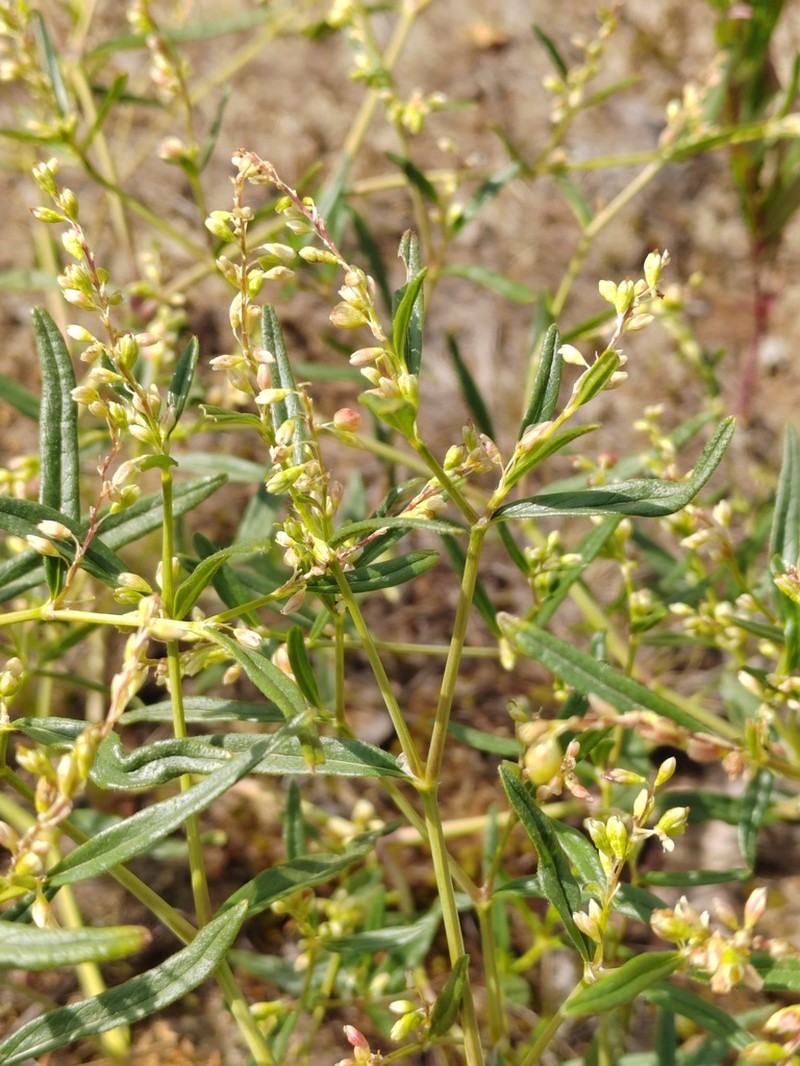 Koenigia ocreata photo 3