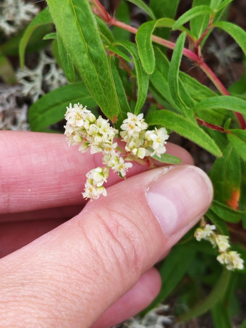 Koenigia ocreata photo 4