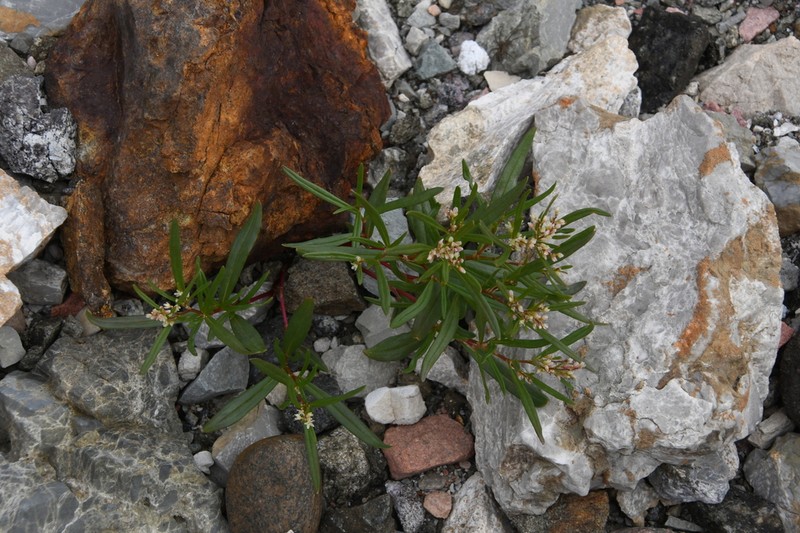 Koenigia ocreata photo 5