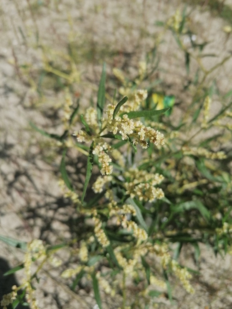 Koenigia ocreata photo 6