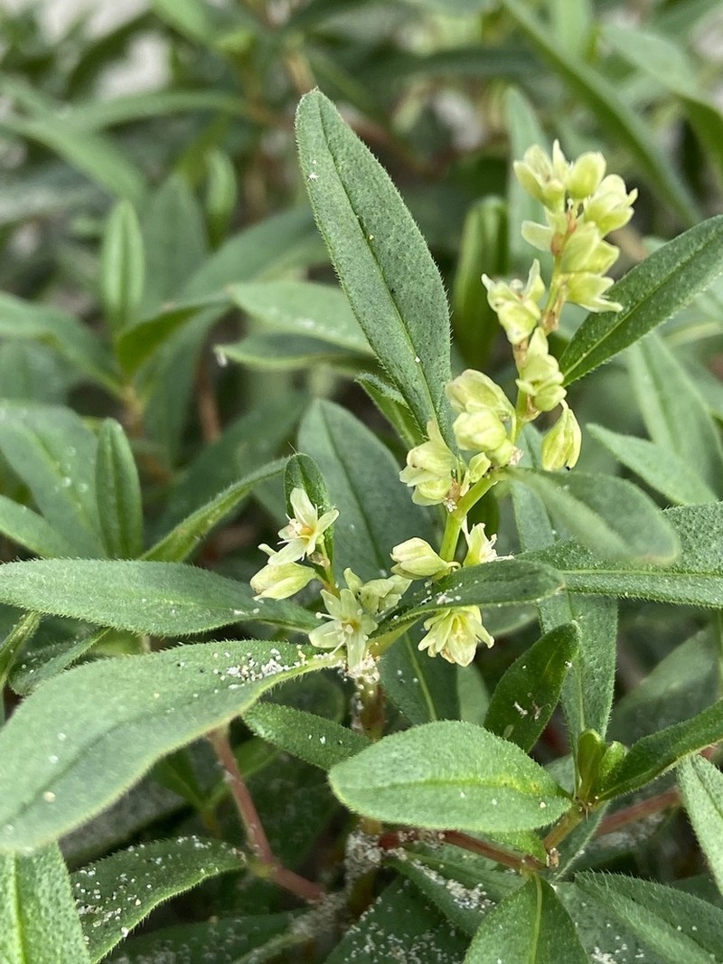 Koenigia ocreata photo 7