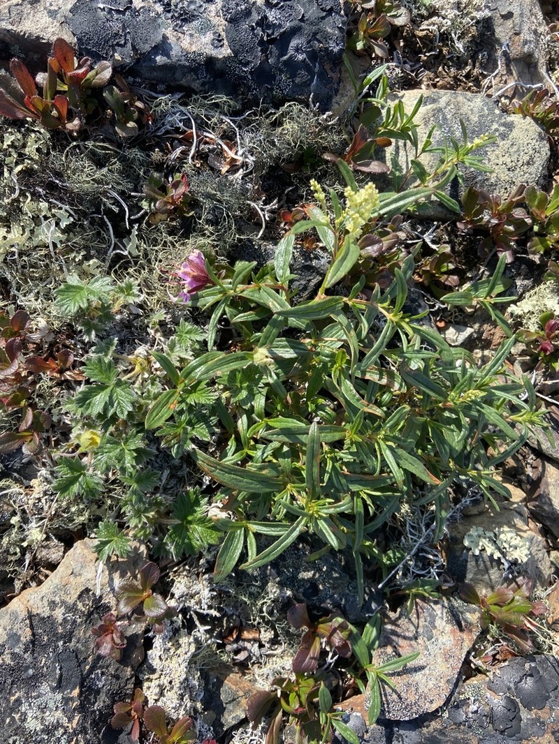 Koenigia ocreata photo 8