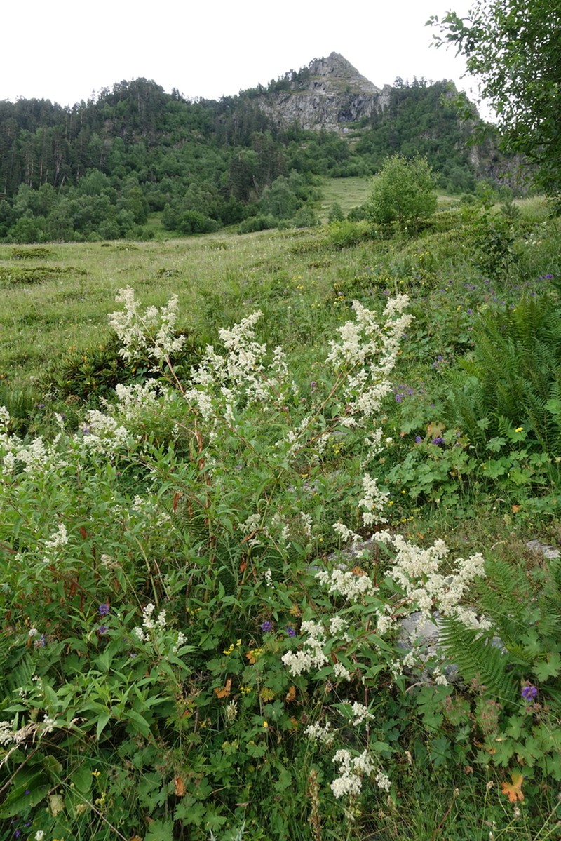 Koenigia panjutinii
