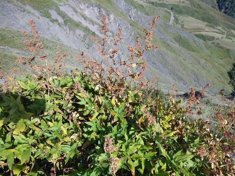 Koenigia panjutinii photo 2