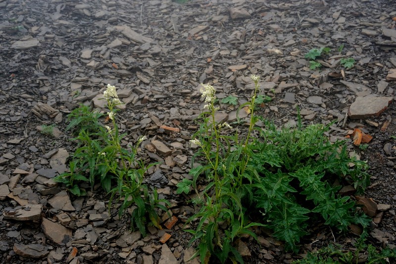 Koenigia panjutinii photo 4