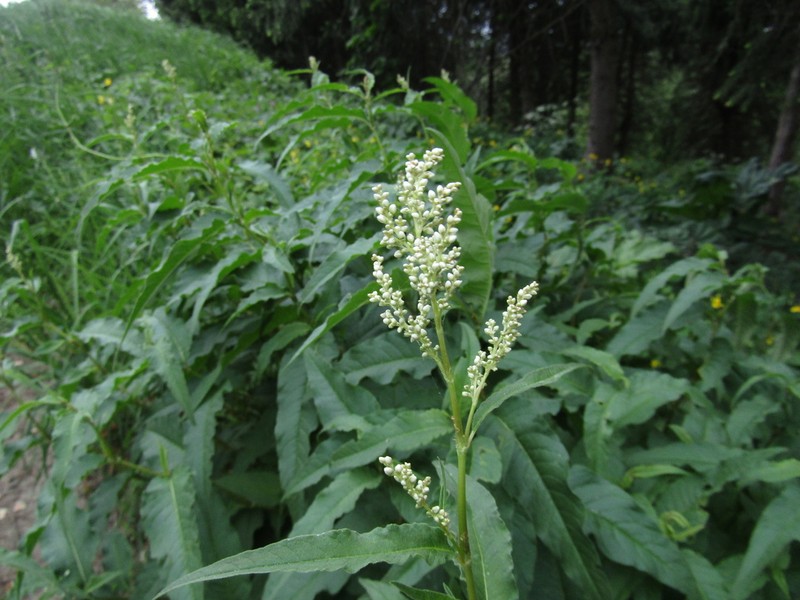 Koenigia panjutinii photo 6