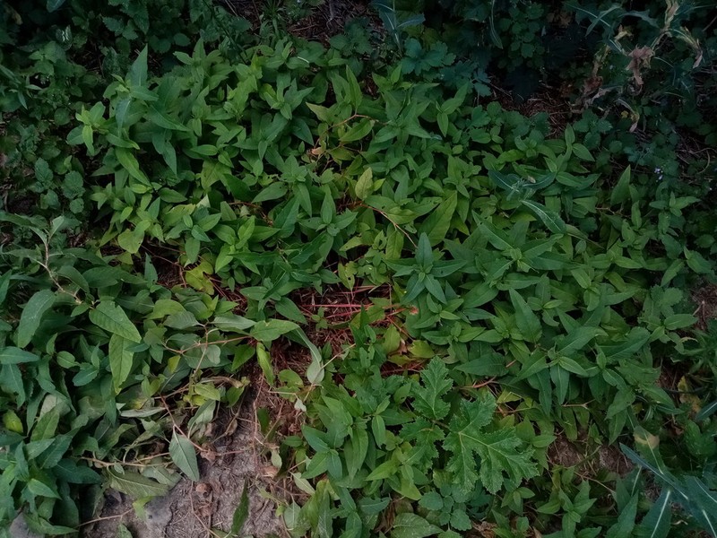 Koenigia panjutinii photo 7