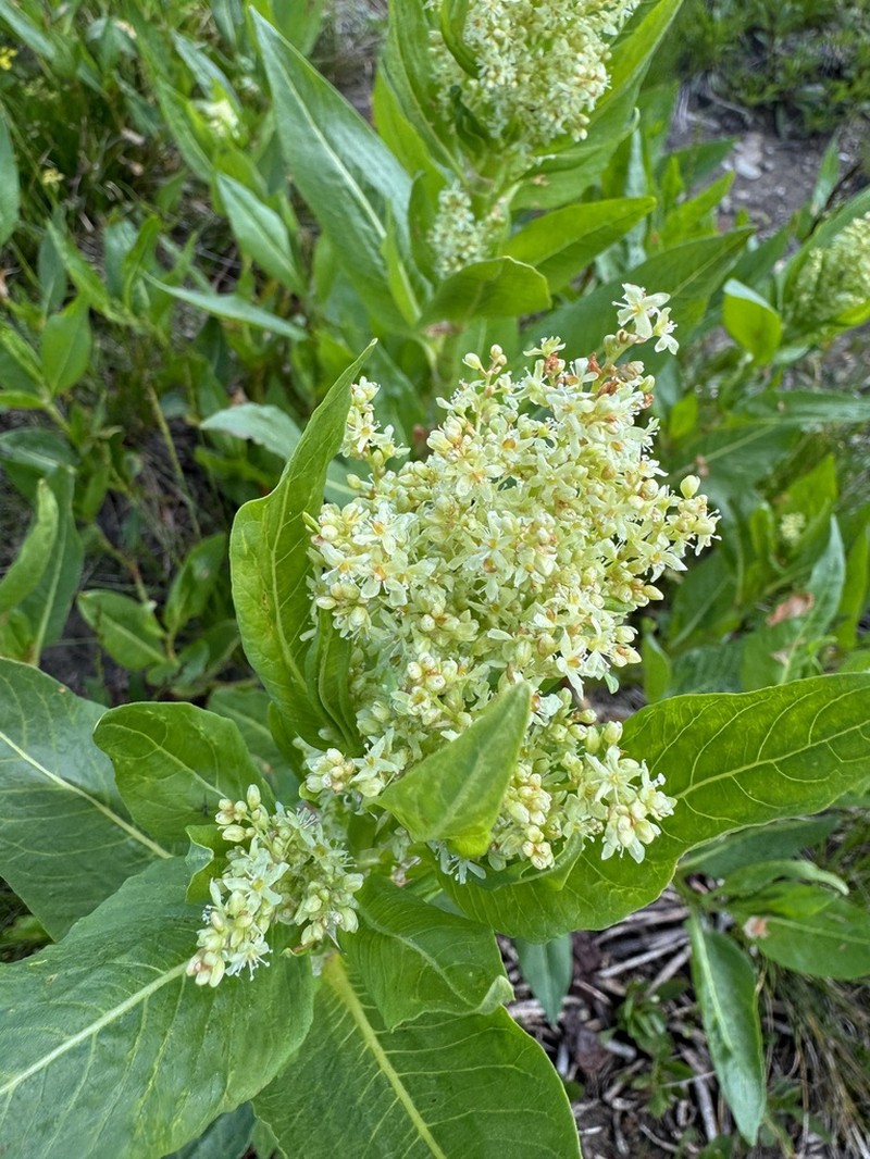 Poke Knotweed