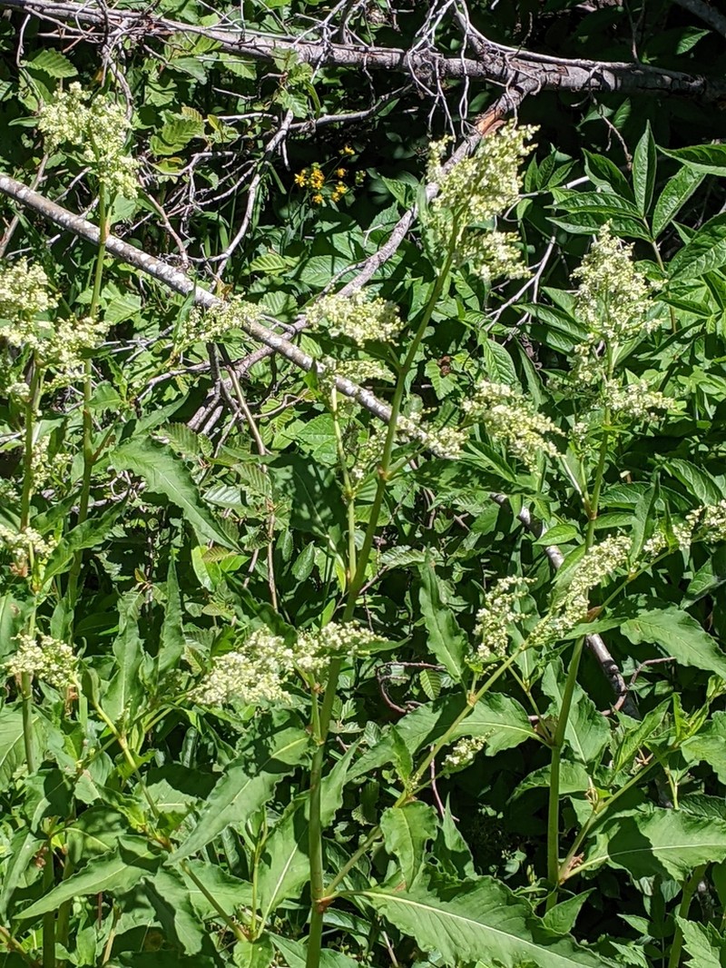 Poke Knotweed photo 2