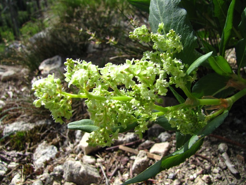 Poke Knotweed photo 3