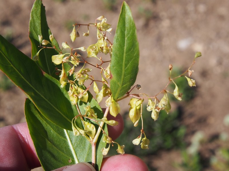 Poke Knotweed photo 4