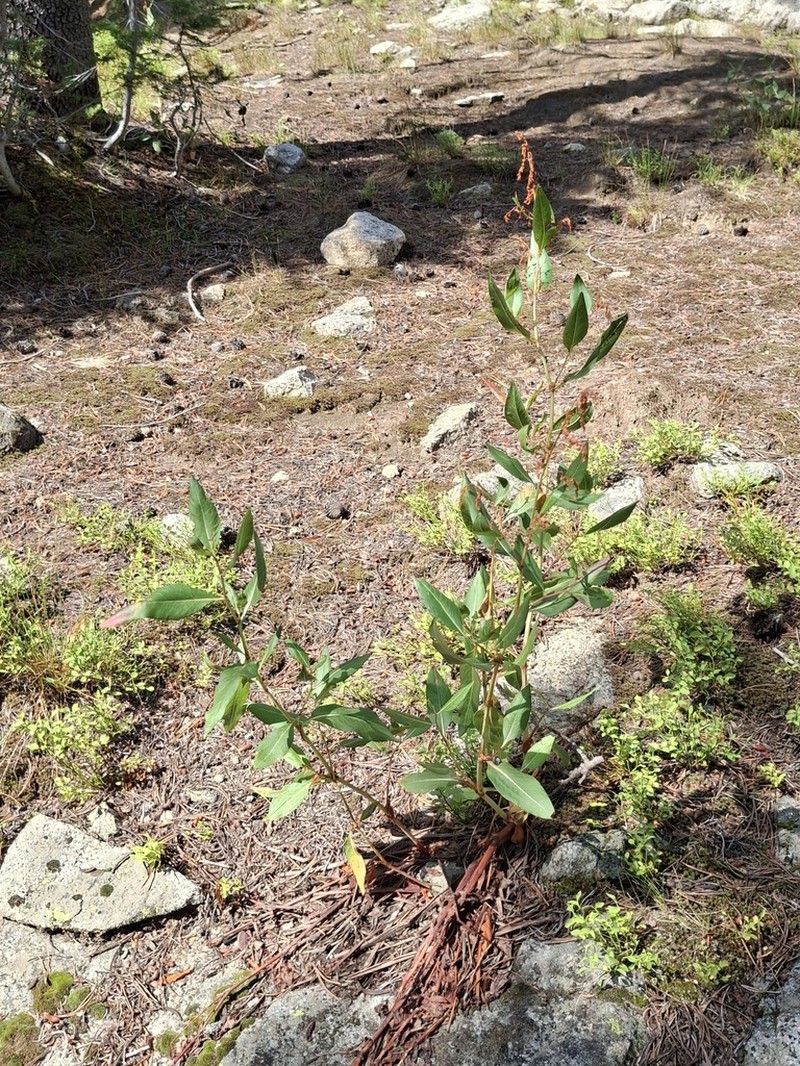 Poke Knotweed photo 5