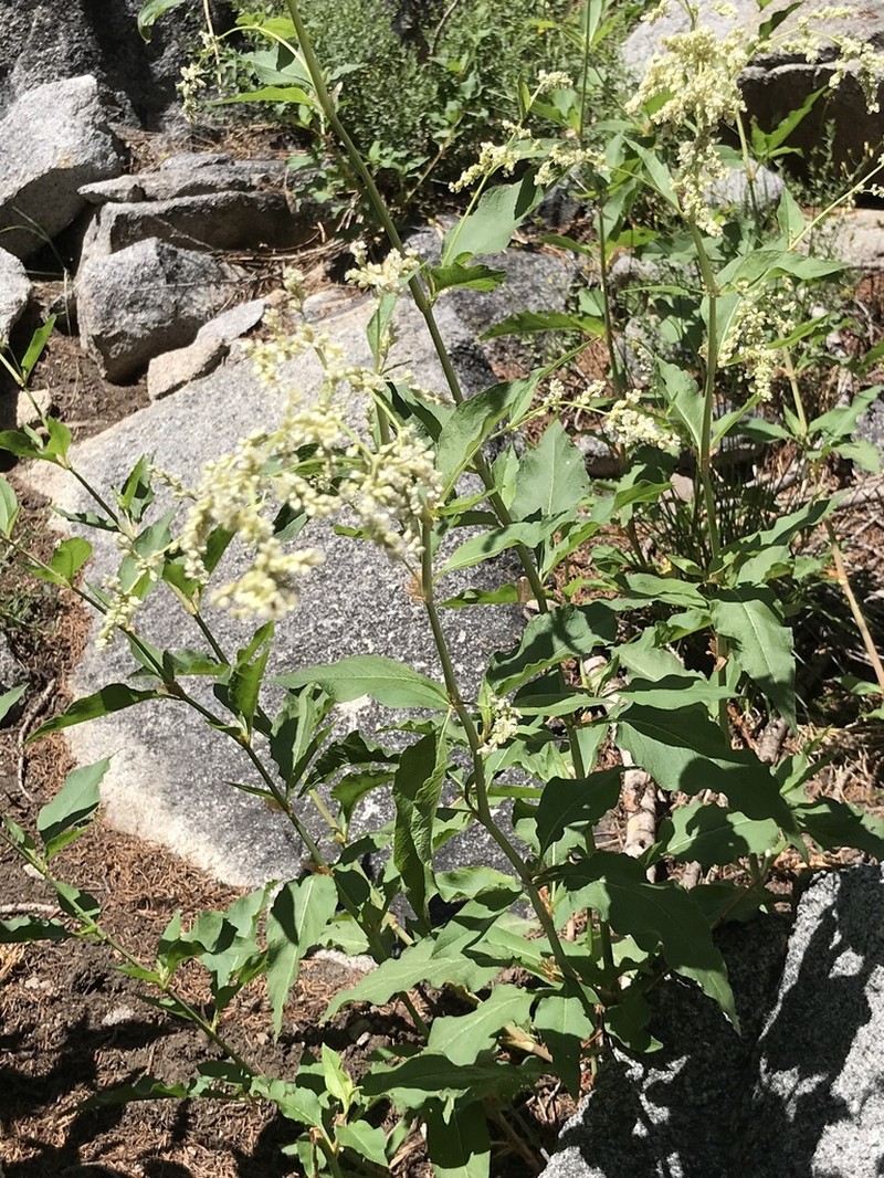 Poke Knotweed photo 6
