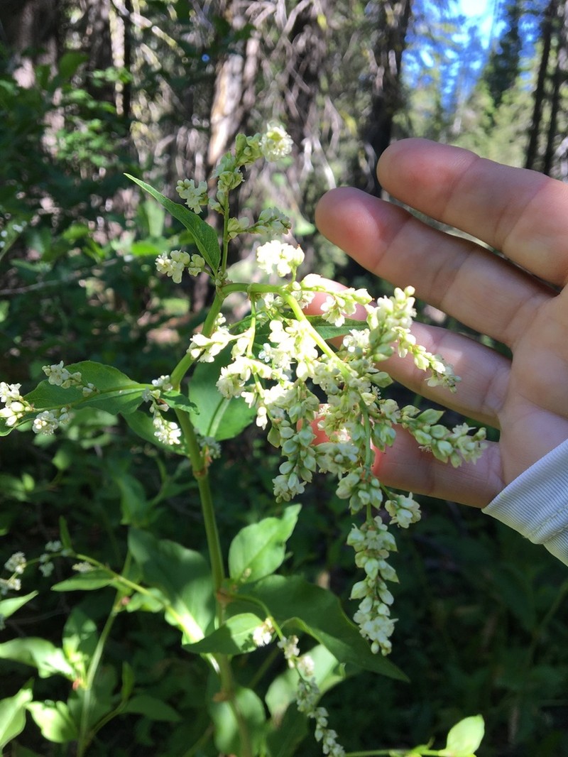 Poke Knotweed photo 7
