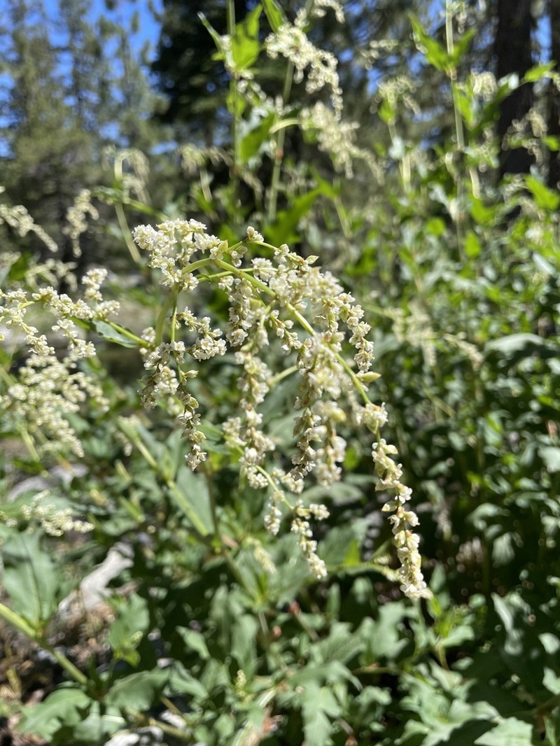 Poke Knotweed photo 8