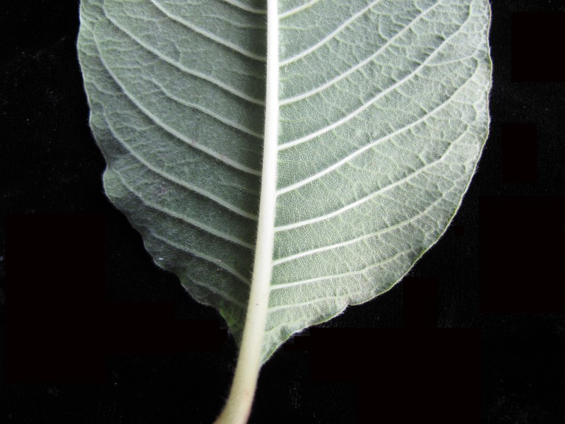 Cultivated Knotweed photo 4
