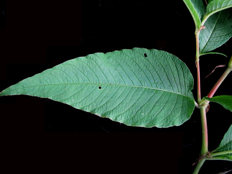 Cultivated Knotweed photo 6