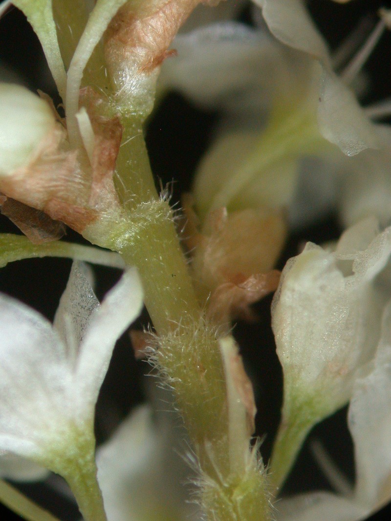 Cultivated Knotweed photo 7
